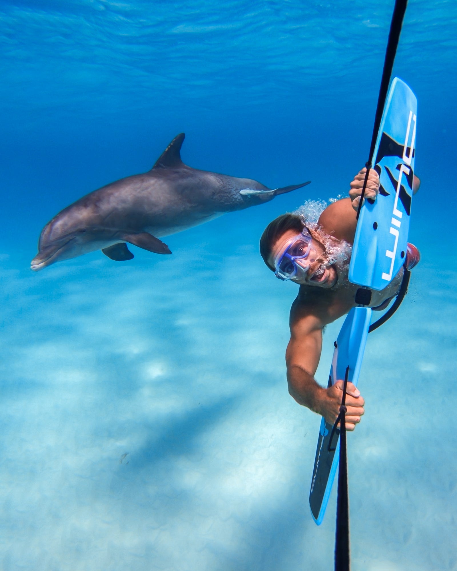 dolphin and subwing in blue water