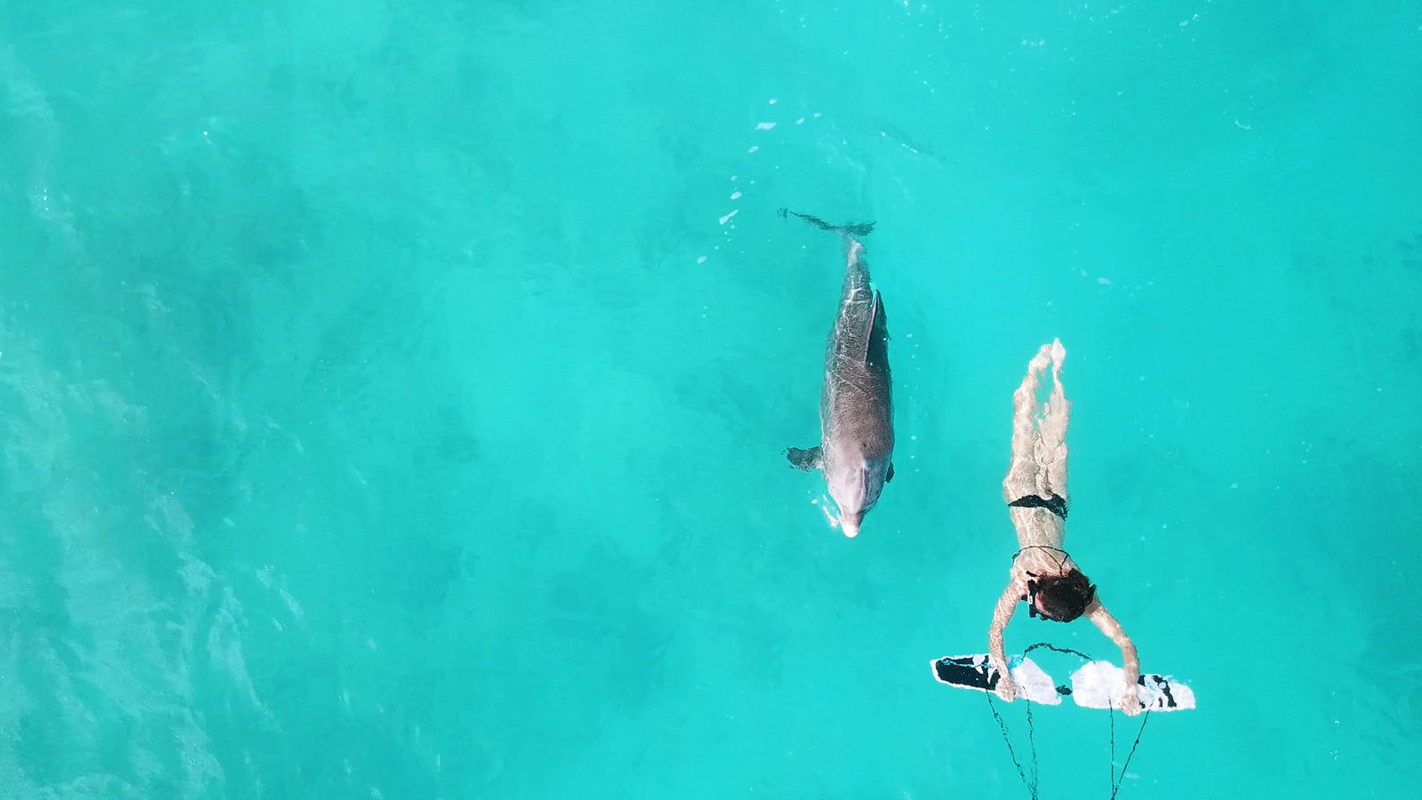 Woman on subwing subwinging with wild dolphin in sea